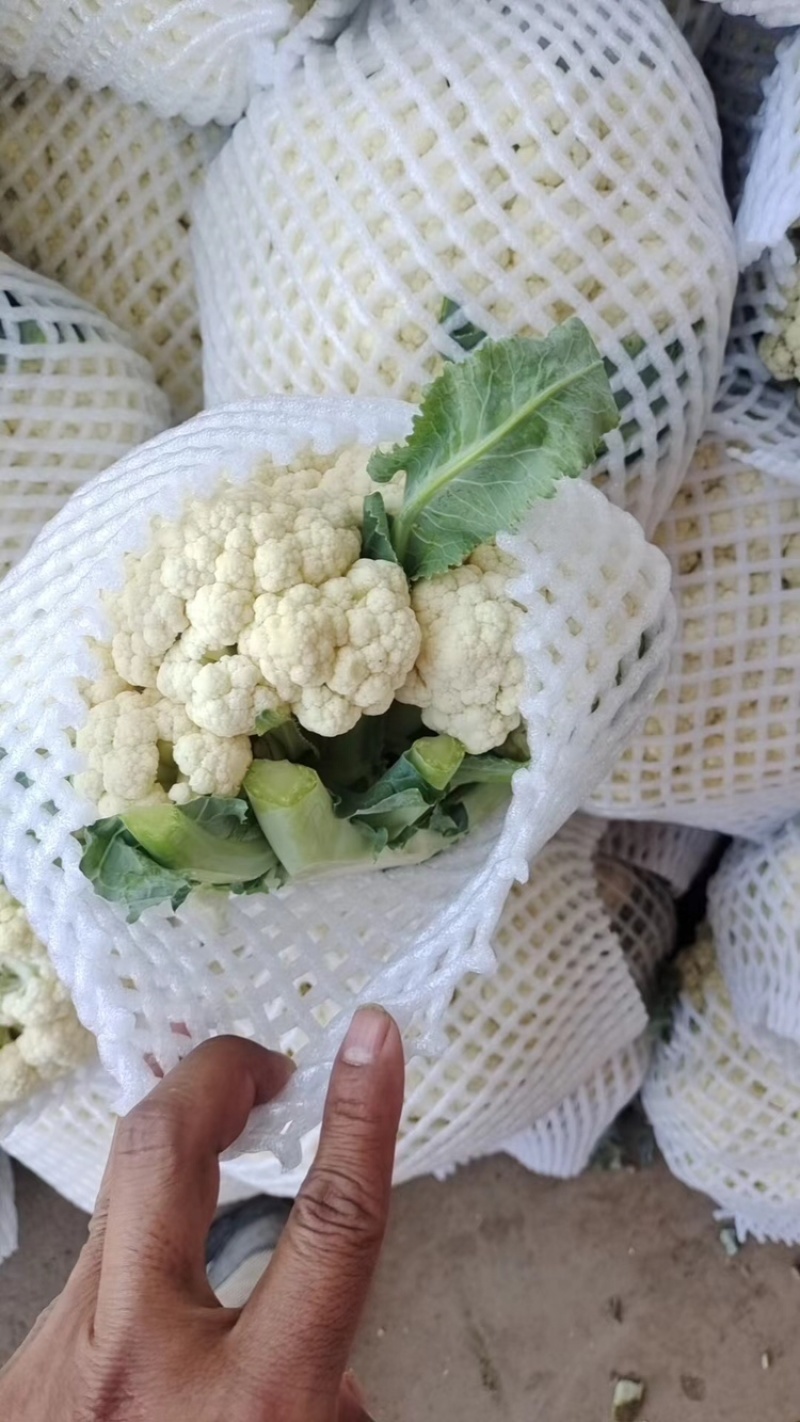 菜花、花菜、河北有机花菜大量上市，产地直销，可视频看货