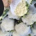 菜花、花菜、河北有机花菜大量上市，产地直销，可视频看货