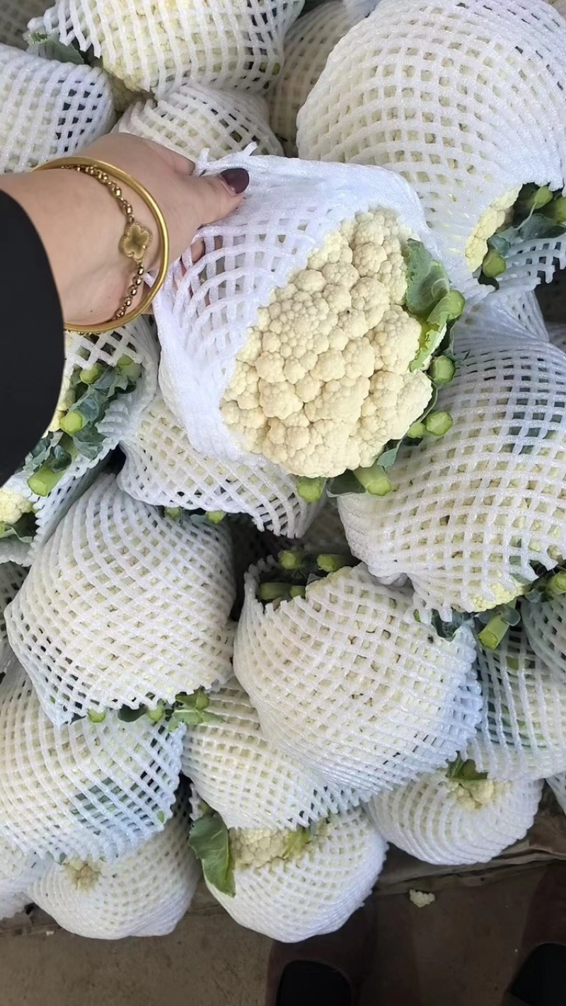 菜花、花菜、河北有机花菜大量上市，产地直销，可视频看货