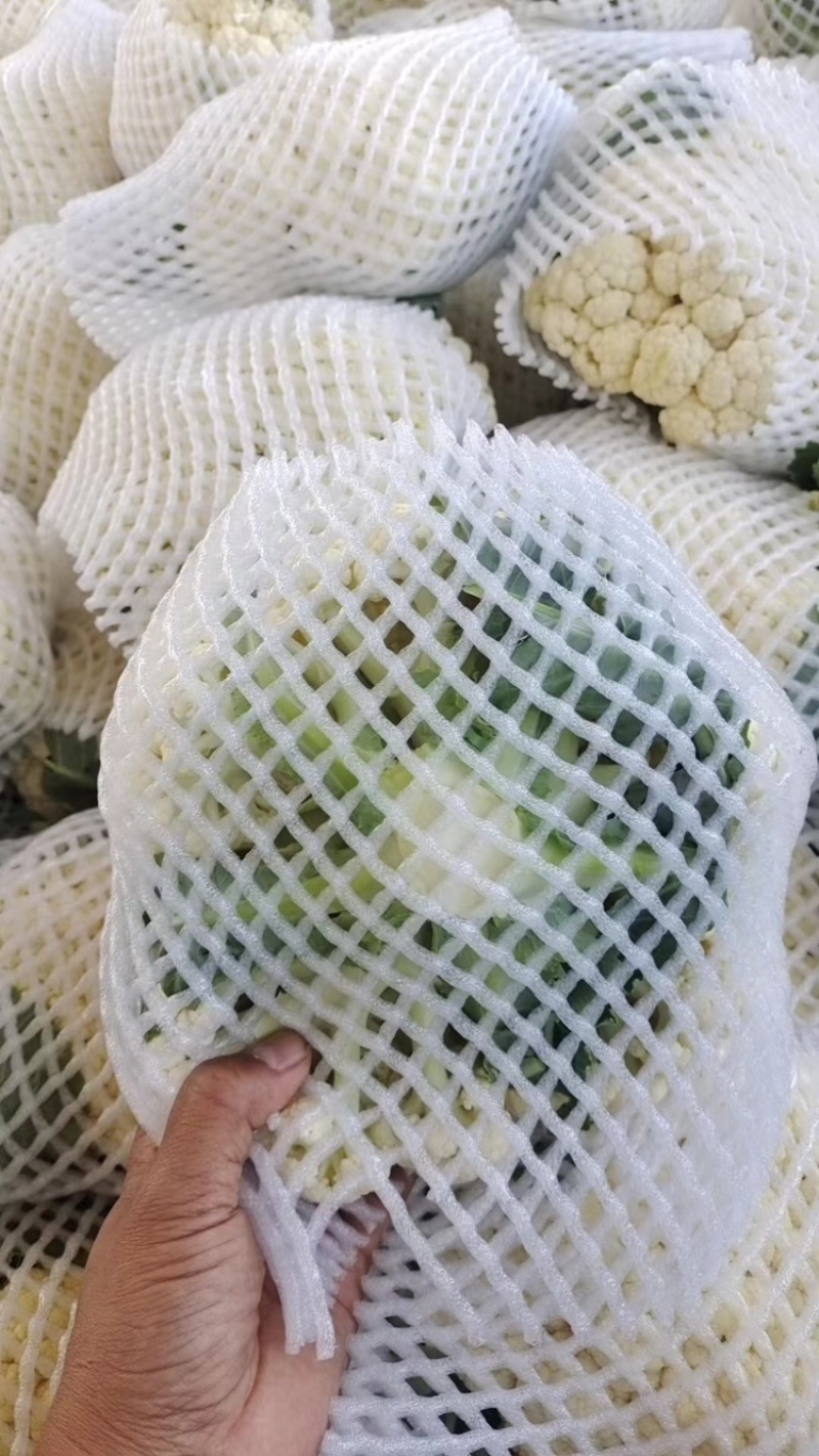 菜花、花菜、河北有机花菜大量上市，产地直销，可视频看货
