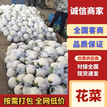菜花、花菜、河北有机花菜大量上市，产地直销，可视频看货