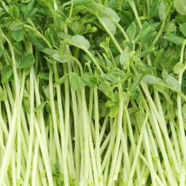 精品豌豆苗