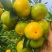 湖南蜜橘特早蜜橘大芬四号现摘现发。