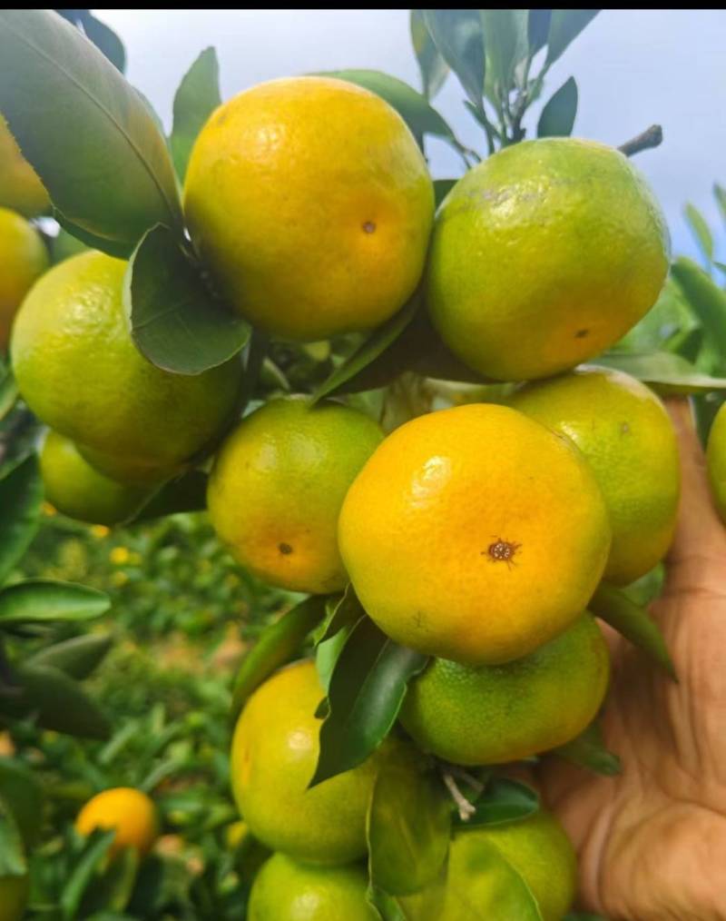湖南蜜橘特早蜜橘大芬四号现摘现发。