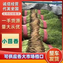 茴香精品小茴香大量上市，量大价格从优，可视频看货