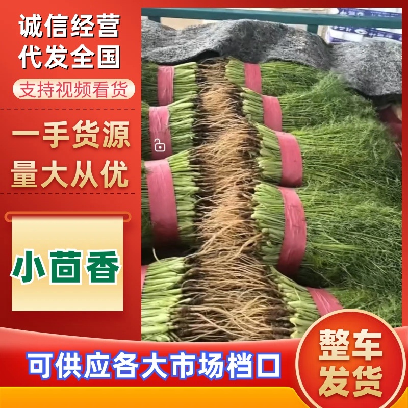 茴香精品小茴香大量上市，量大价格从优，可视频看货