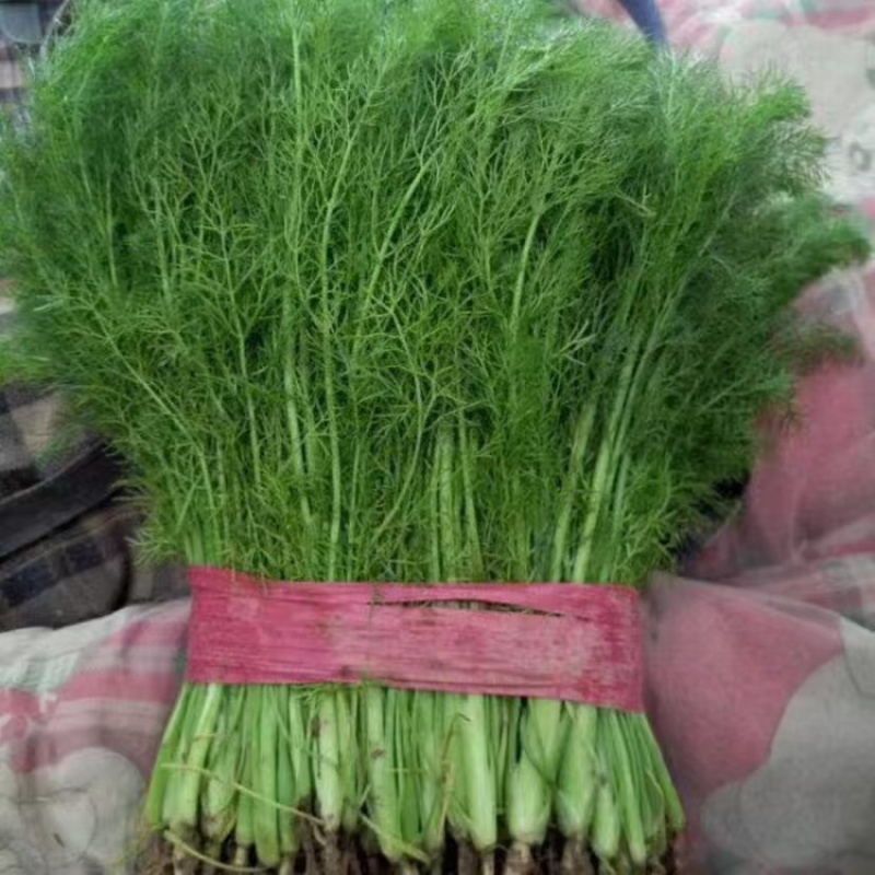 茴香精品小茴香大量上市，量大价格从优，可视频看货