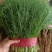 茴香精品小茴香大量上市，量大价格从优，可视频看货