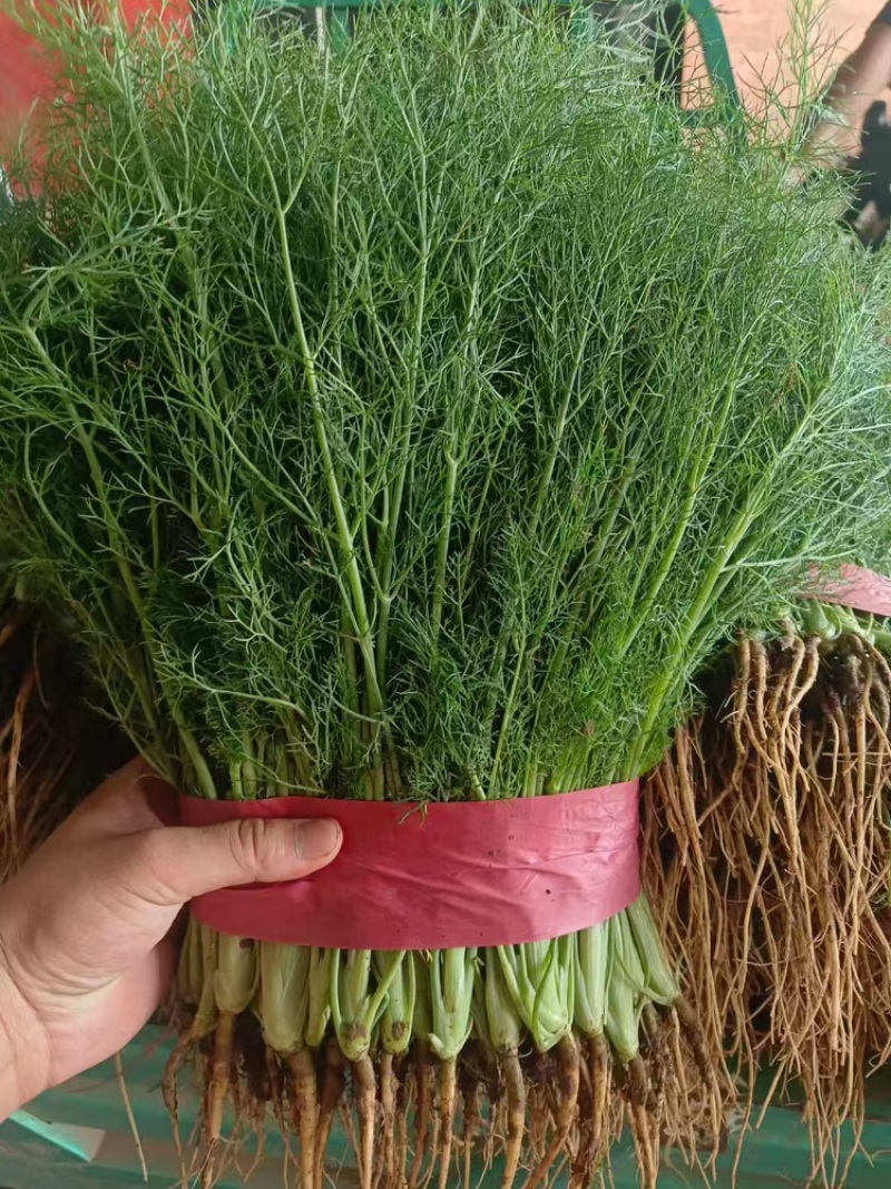 茴香精品小茴香大量上市，量大价格从优，可视频看货