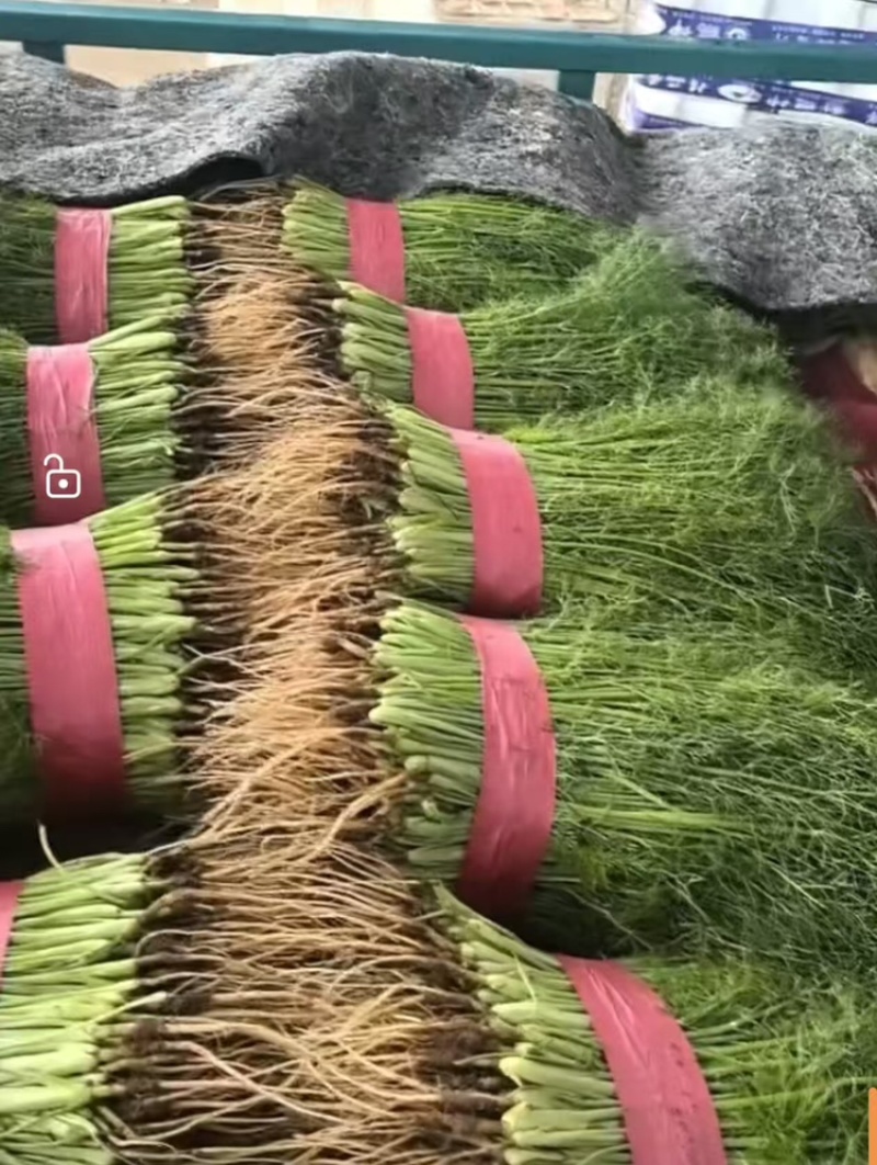 茴香精品小茴香大量上市，量大价格从优，可视频看货