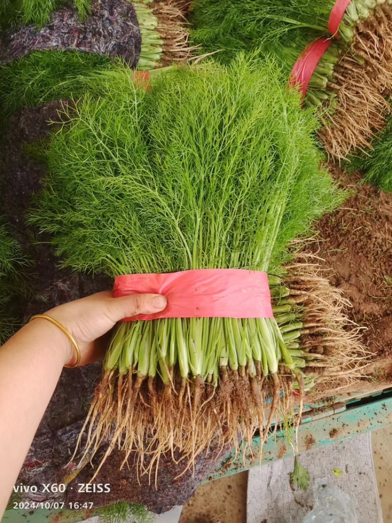 茴香精品小茴香大量上市，量大价格从优，可视频看货
