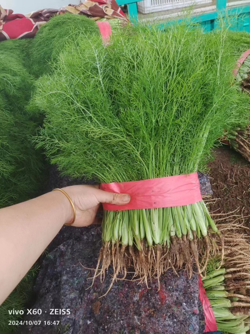 茴香精品小茴香大量上市，量大价格从优，可视频看货