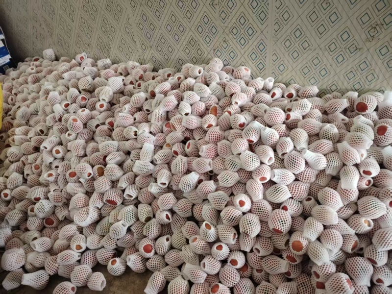 贵州威宁粉红西红柿产地货源充足保质保量全国发货