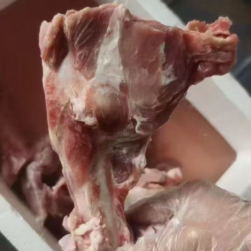 484多肉前腿骨