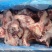 484多肉前腿骨