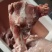 484多肉前腿骨