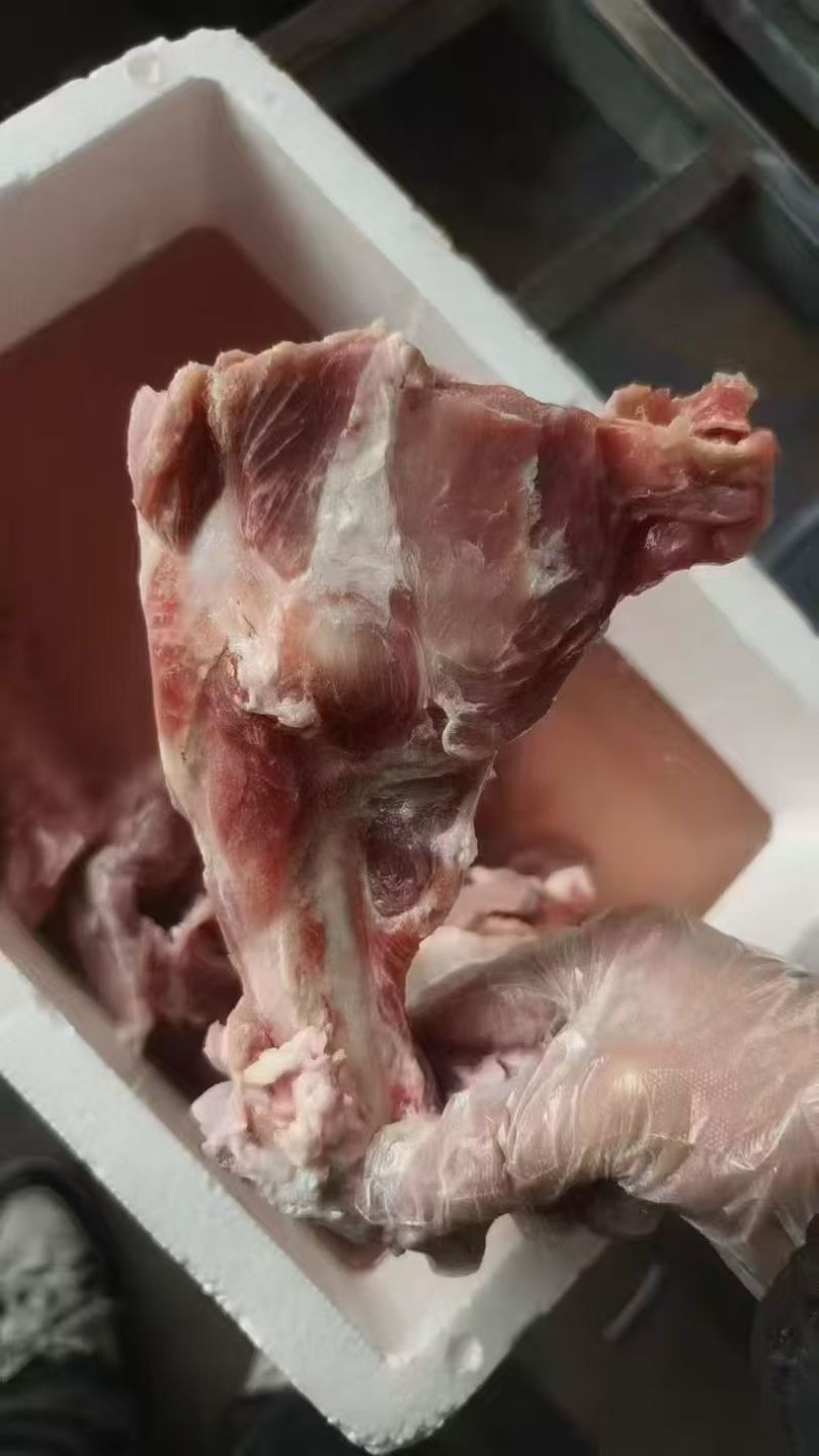 484多肉前腿骨