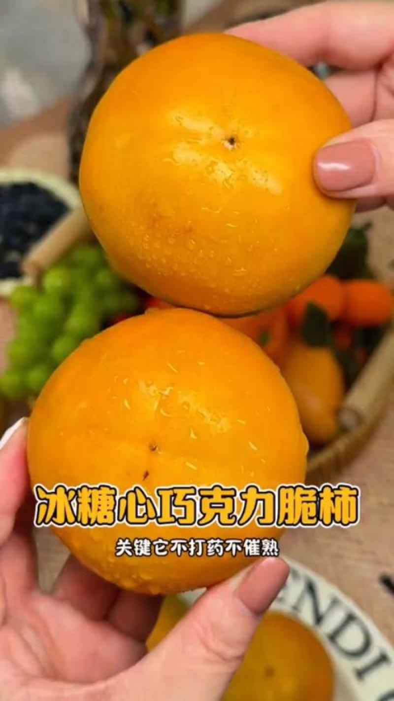 《阳丰脆柿》陕西基地直发量大从优保质保量一条龙服务