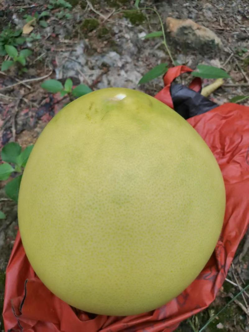 黄金蜜柚