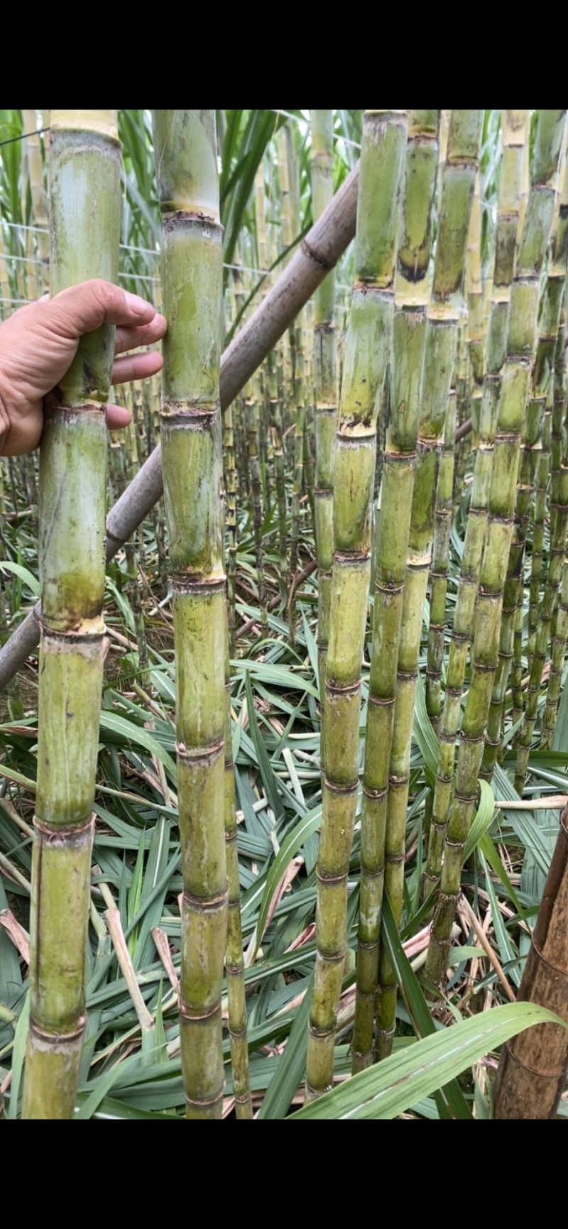 广东翁源黄金甘蔗