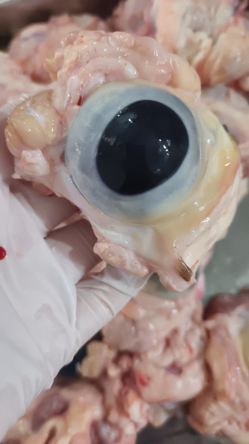 生牛眼