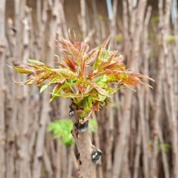 预售大棚反季节种植香椿芽儿十二月一号上市。