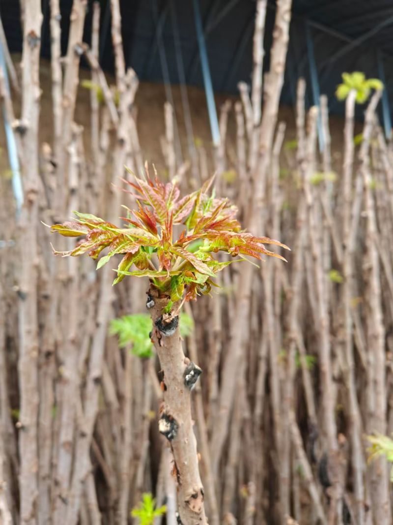 预售大棚反季节种植香椿芽儿十二月一号上市。