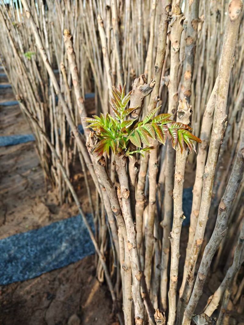 预售大棚反季节种植香椿芽儿十二月一号上市。