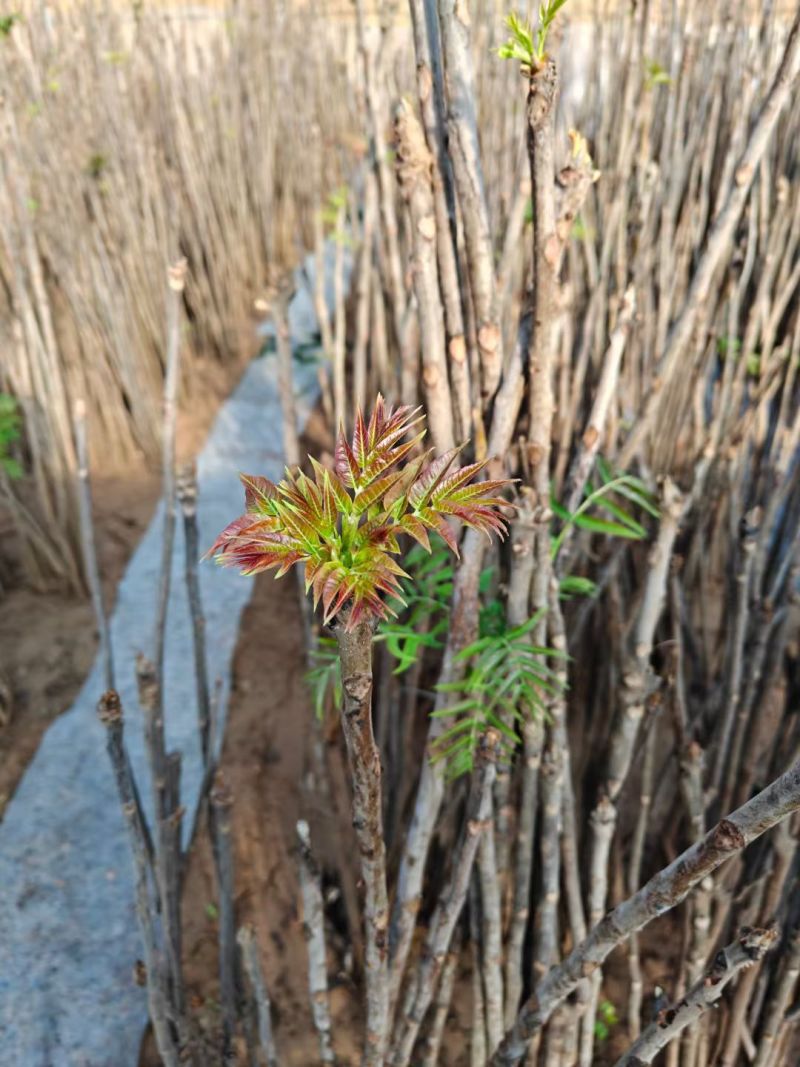 预售大棚反季节种植香椿芽儿十二月一号上市。