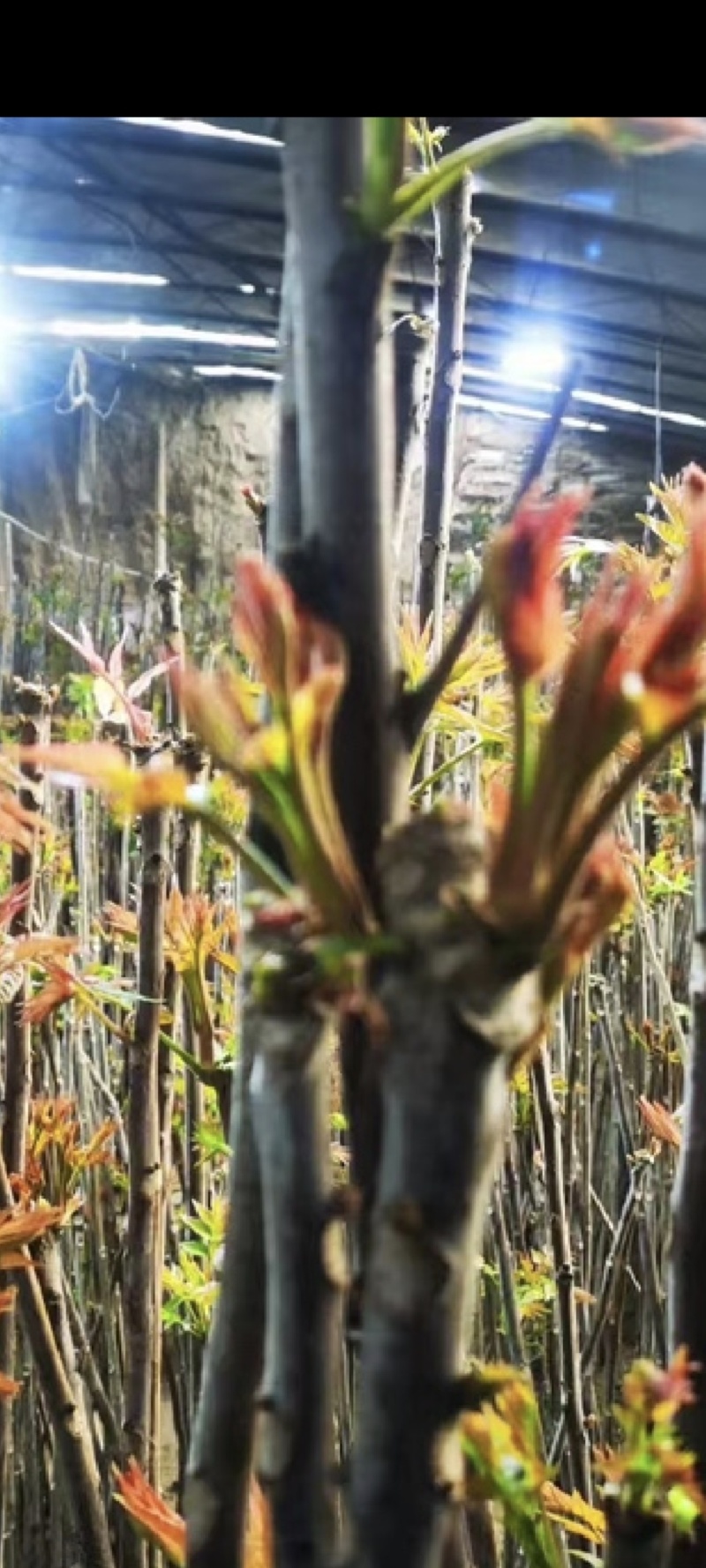 预售大棚反季节种植香椿芽儿十二月一号上市。