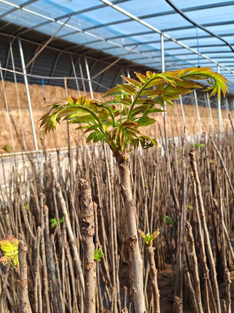 预售大棚反季节种植香椿芽儿十二月一号上市。