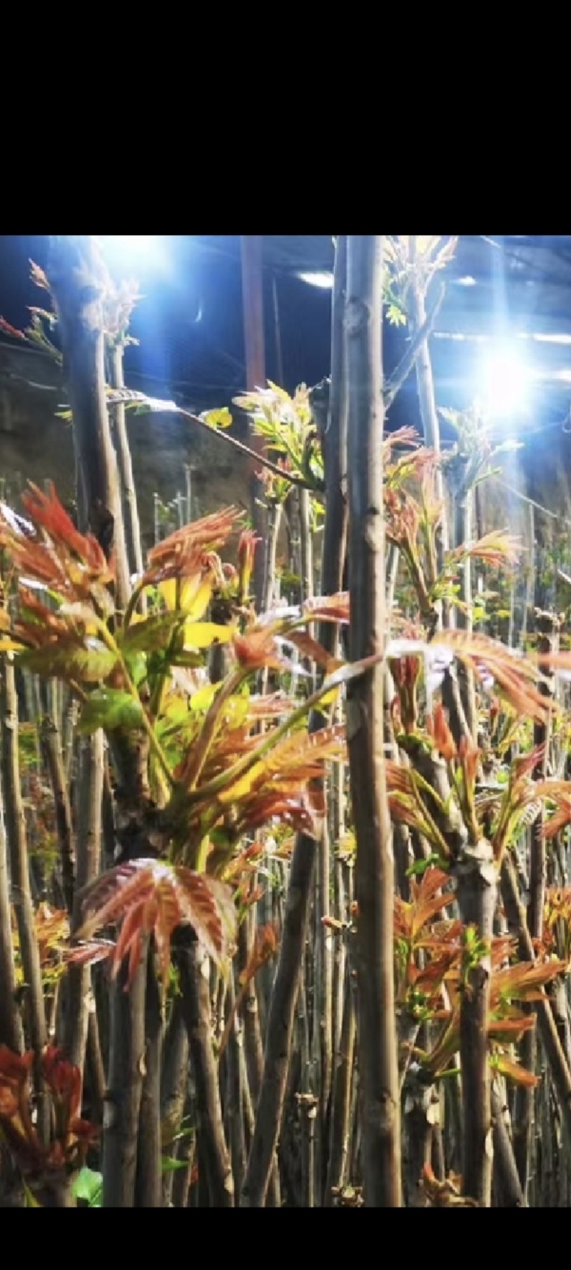 预售大棚反季节种植香椿芽儿十二月一号上市。