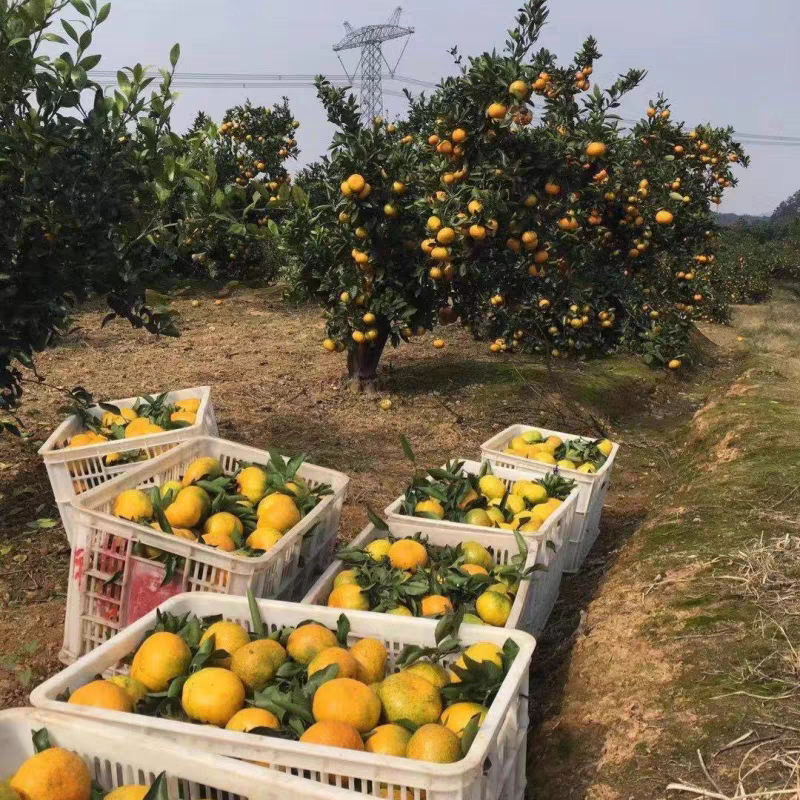 宜昌蜜橘产地一手货源支持视频看货保质保量欢迎订购