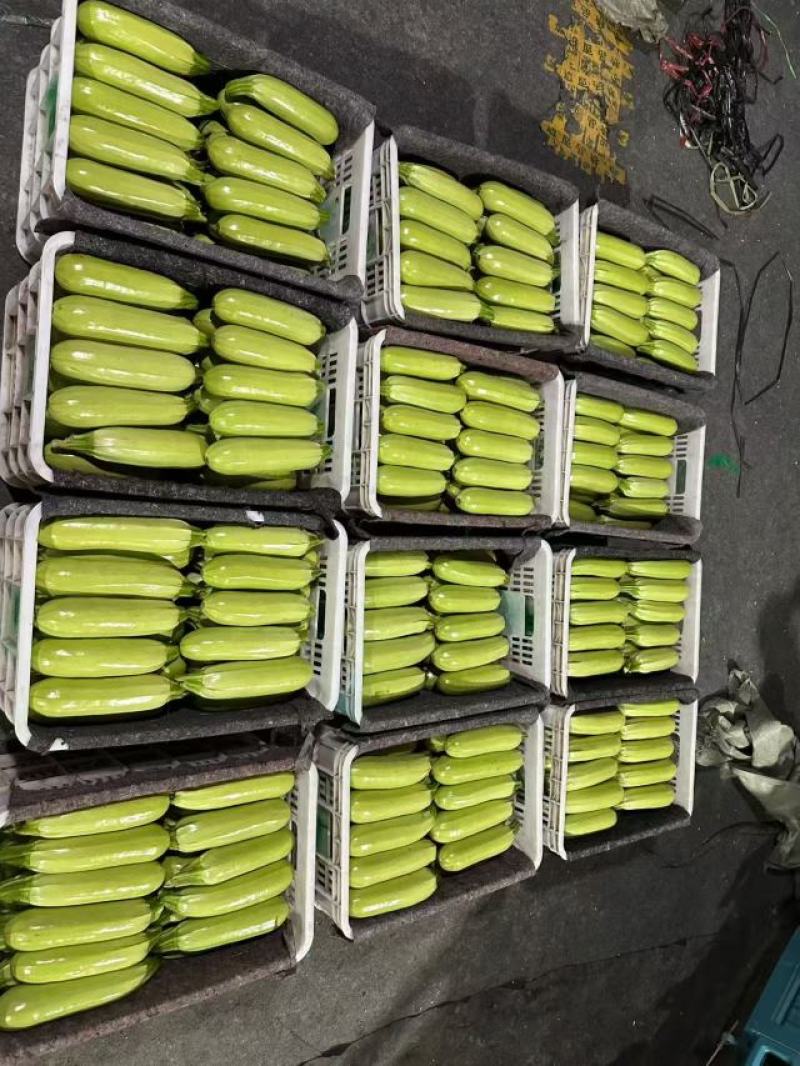 西葫芦山东精品西葫芦大量上市出口食堂商超市场全国发货