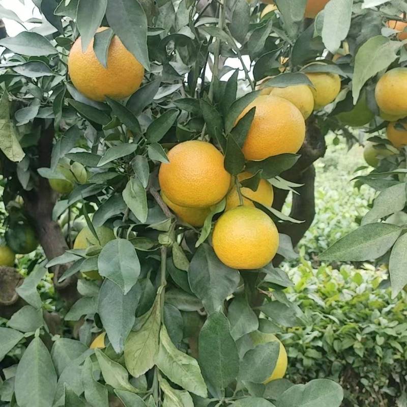 爱媛果冻橙产地一手货源支持视频看货保质保量欢迎订购