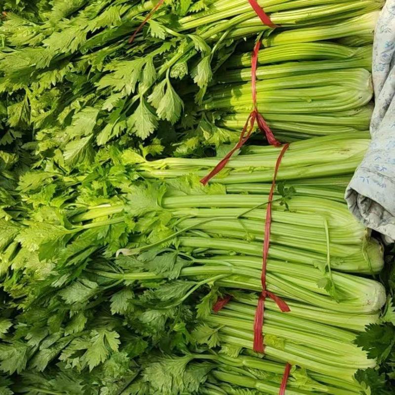 河南本地大量西芹芹菜万亩基地欢迎采购合作