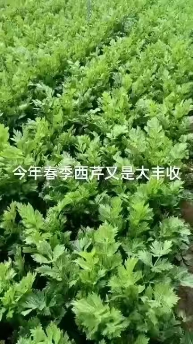 河南本地大量西芹芹菜万亩基地欢迎采购合作