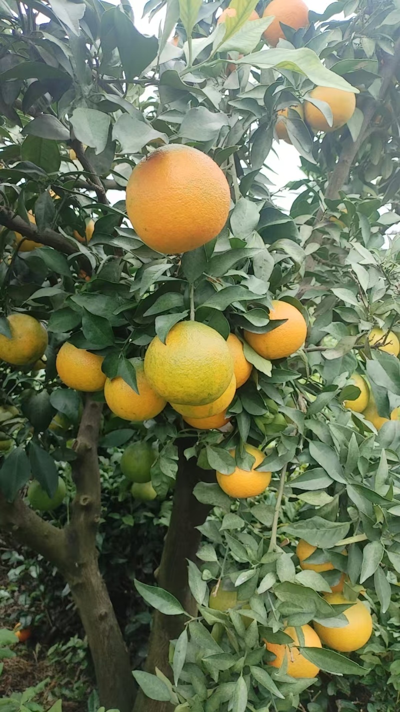 爱媛果冻橙产地一手货源支持视频看货保质保量欢迎订购