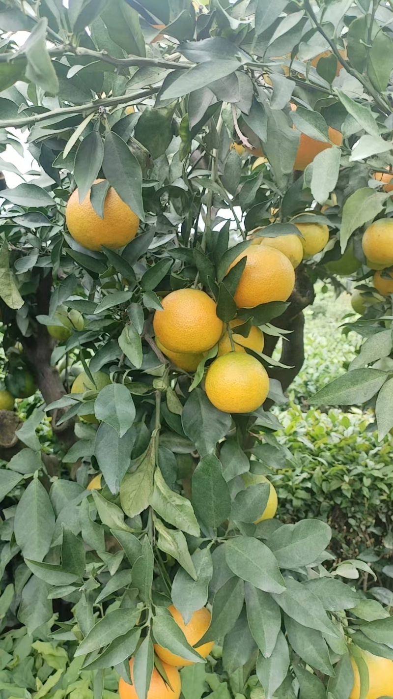 爱媛果冻橙产地一手货源支持视频看货保质保量欢迎订购