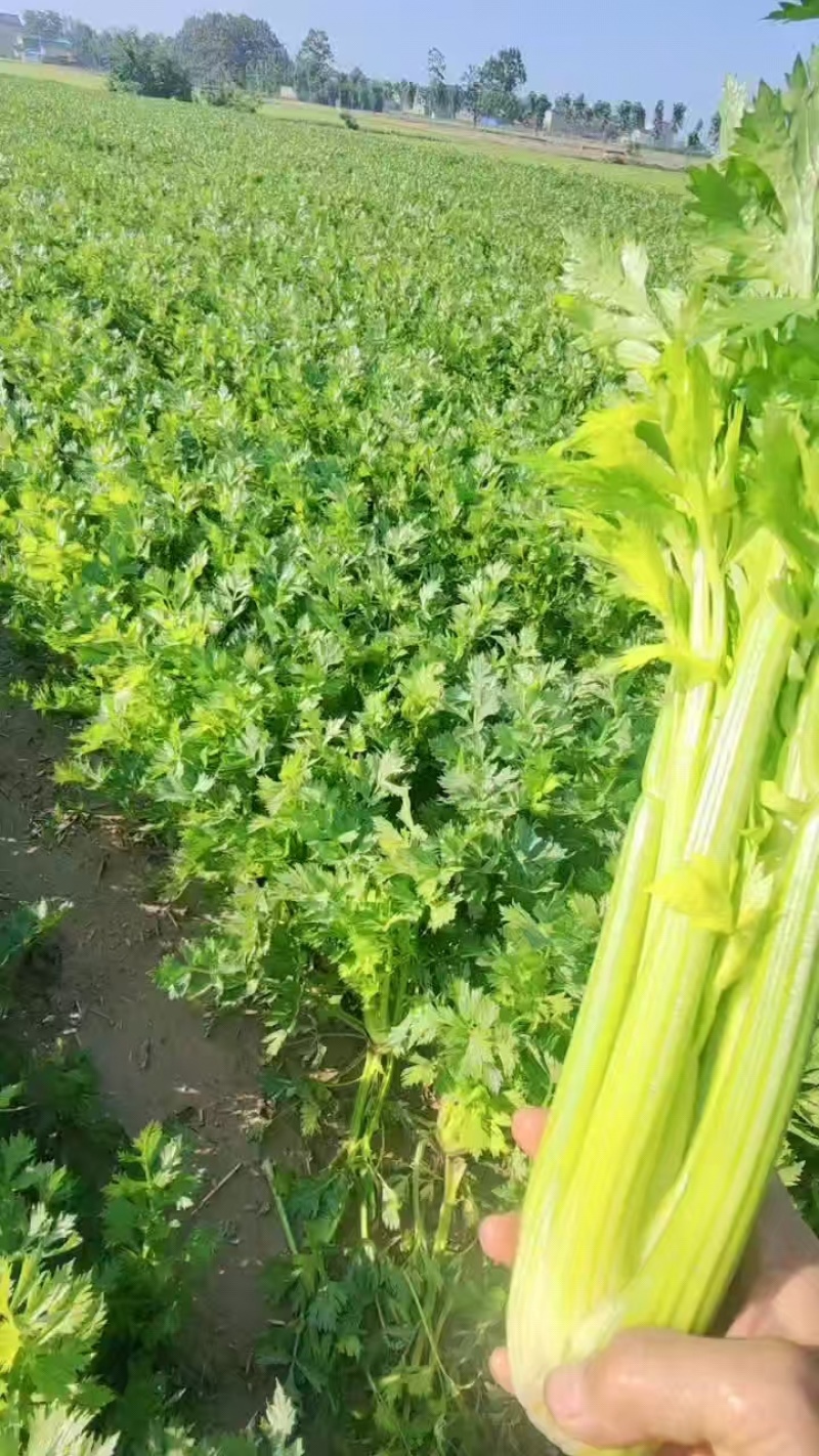 河南本地大量西芹芹菜万亩基地欢迎采购合作