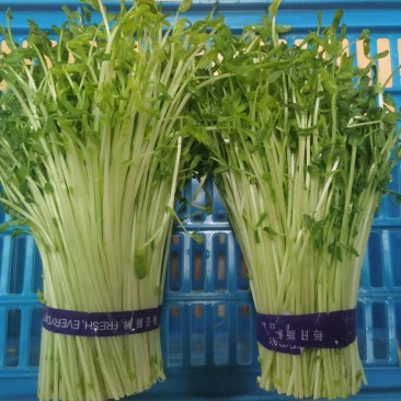 有机豌豆苗基地直供