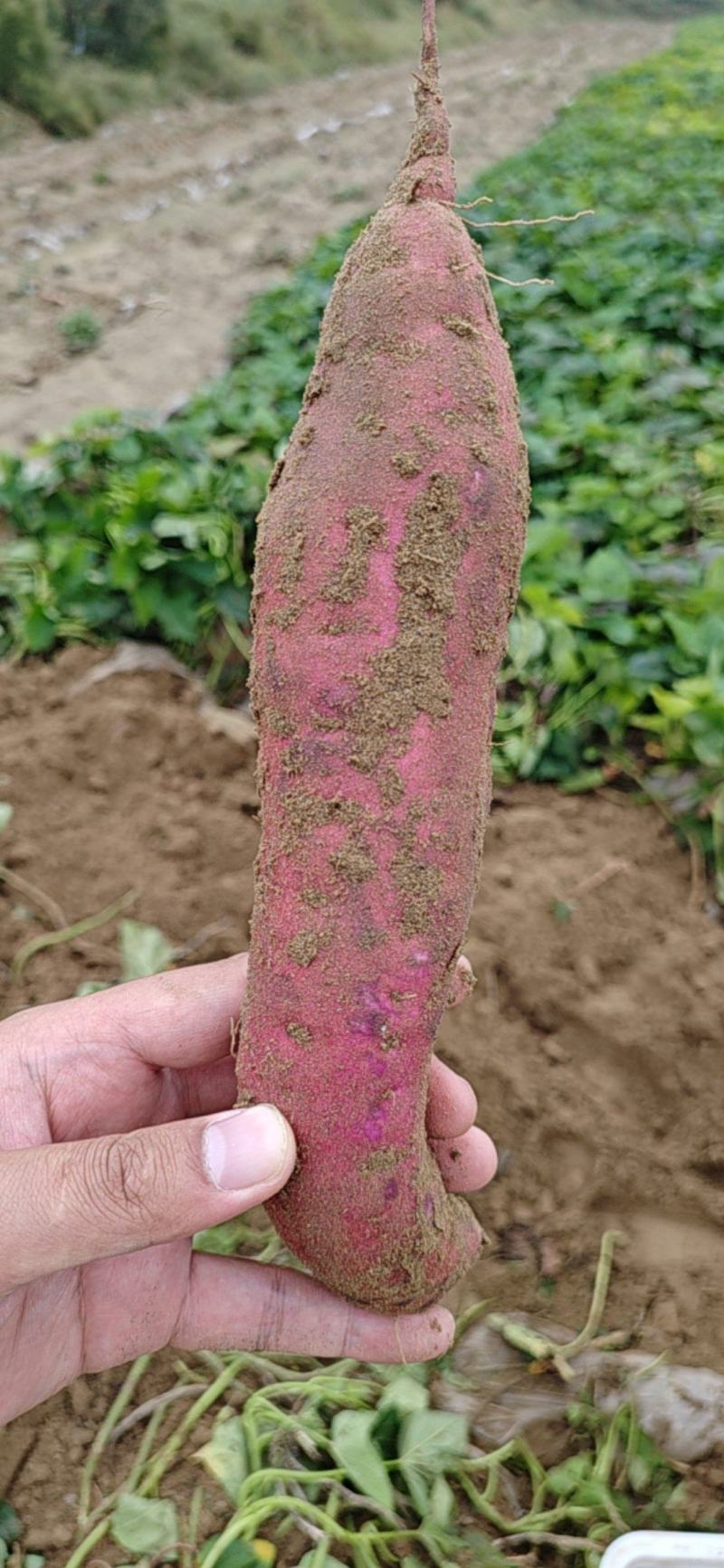 商薯19