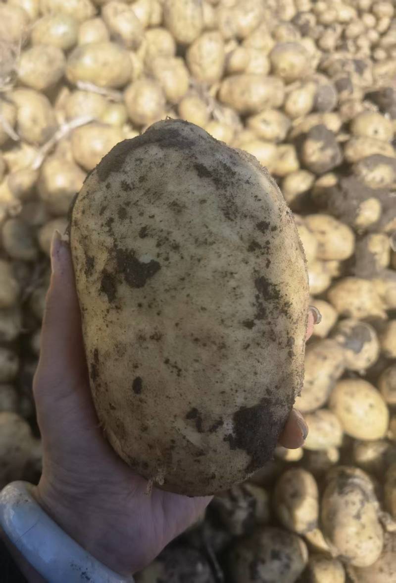 批发马铃薯尤金885土豆
