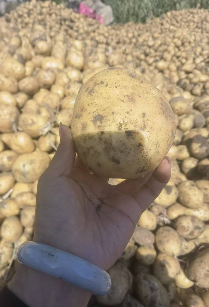 批发马铃薯尤金885土豆