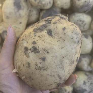 批发马铃薯尤金885土豆