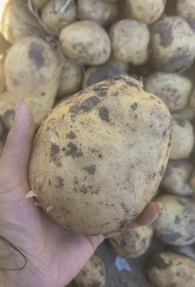 批发马铃薯尤金885土豆