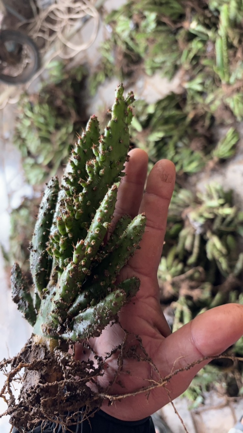 精品千手