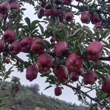 天水花牛苹果产地一件代发/全国整车发运/电商供应链