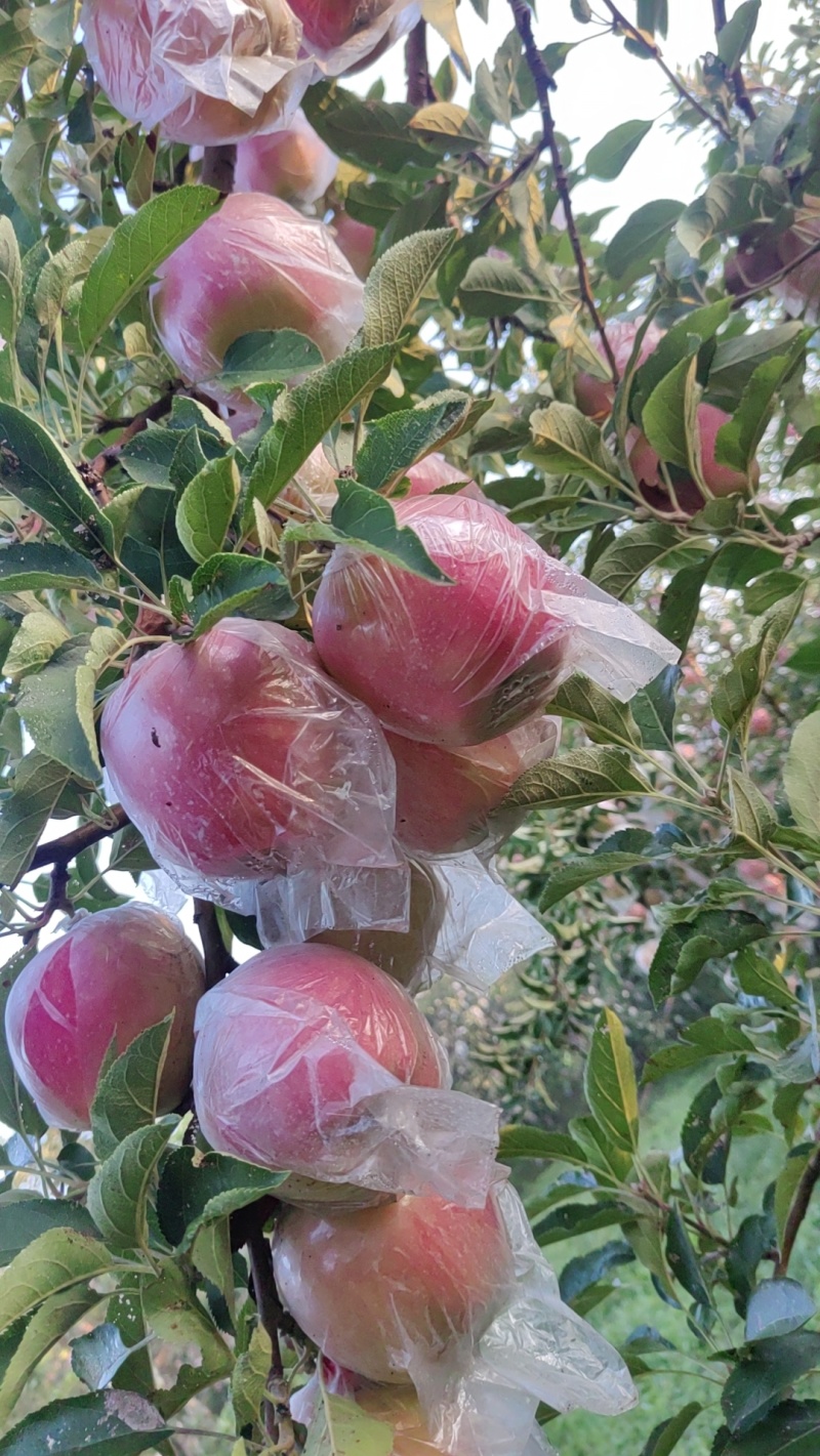中秋王苹果