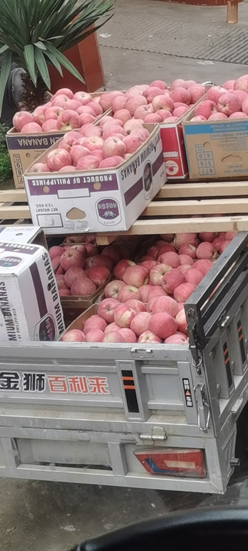 中秋王苹果